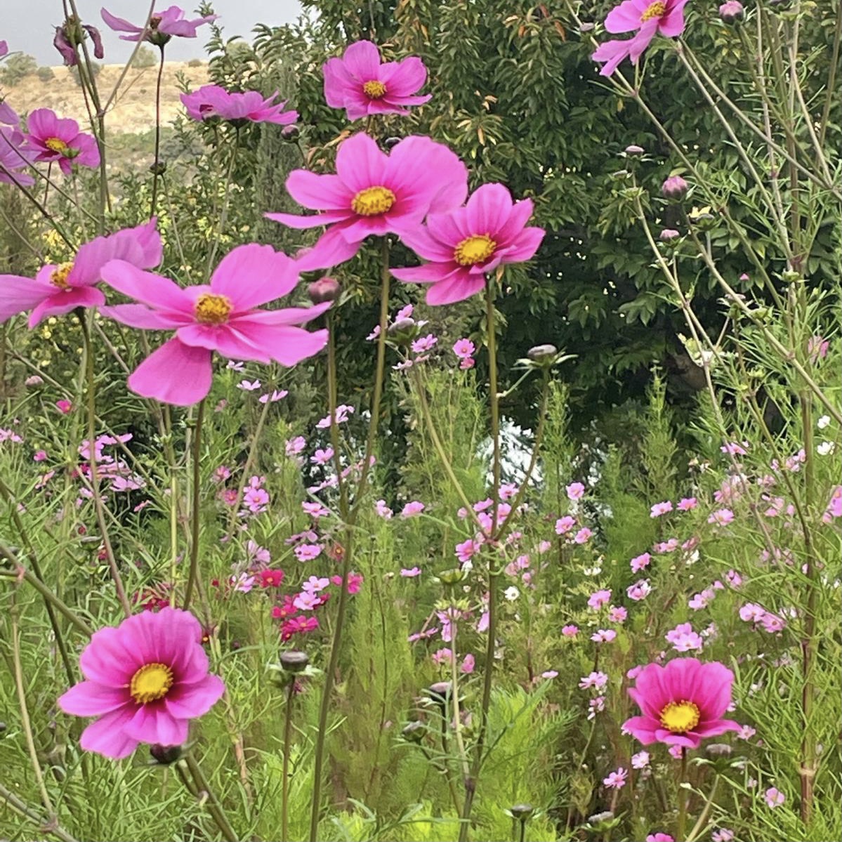 Cosmos 1