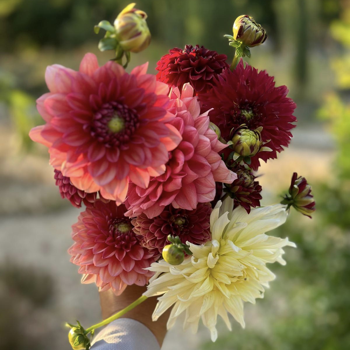 Dalias 1