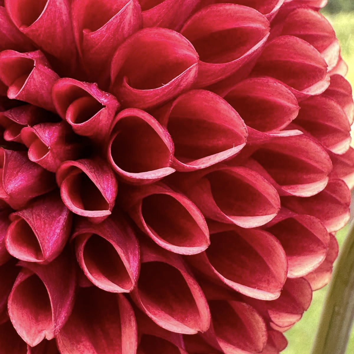Dalias 2