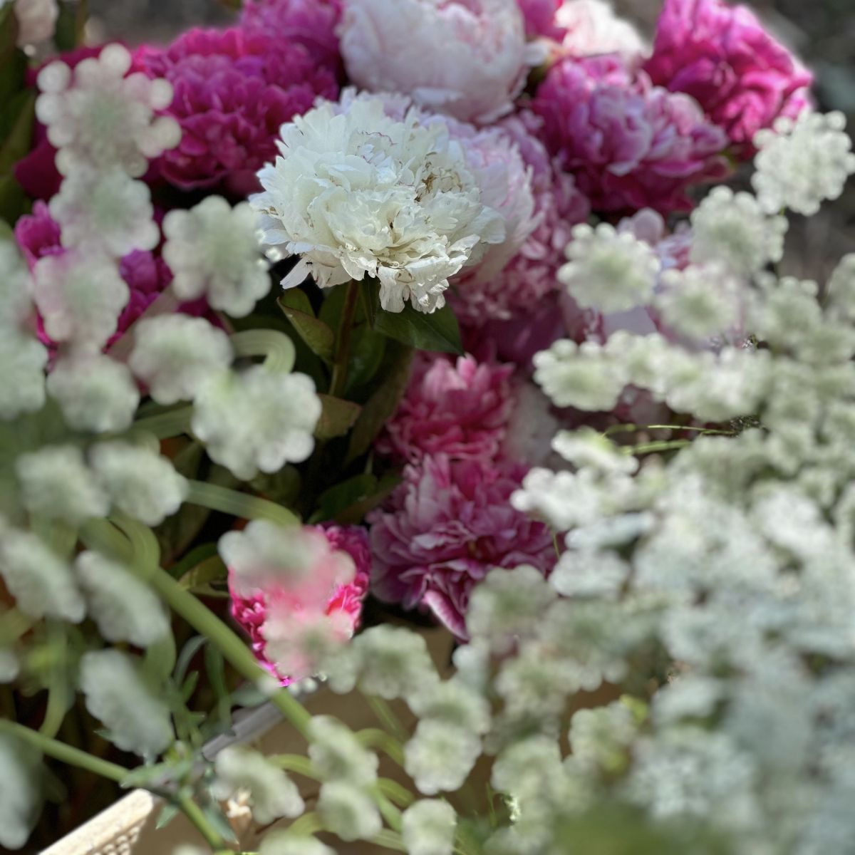 Peonias 1