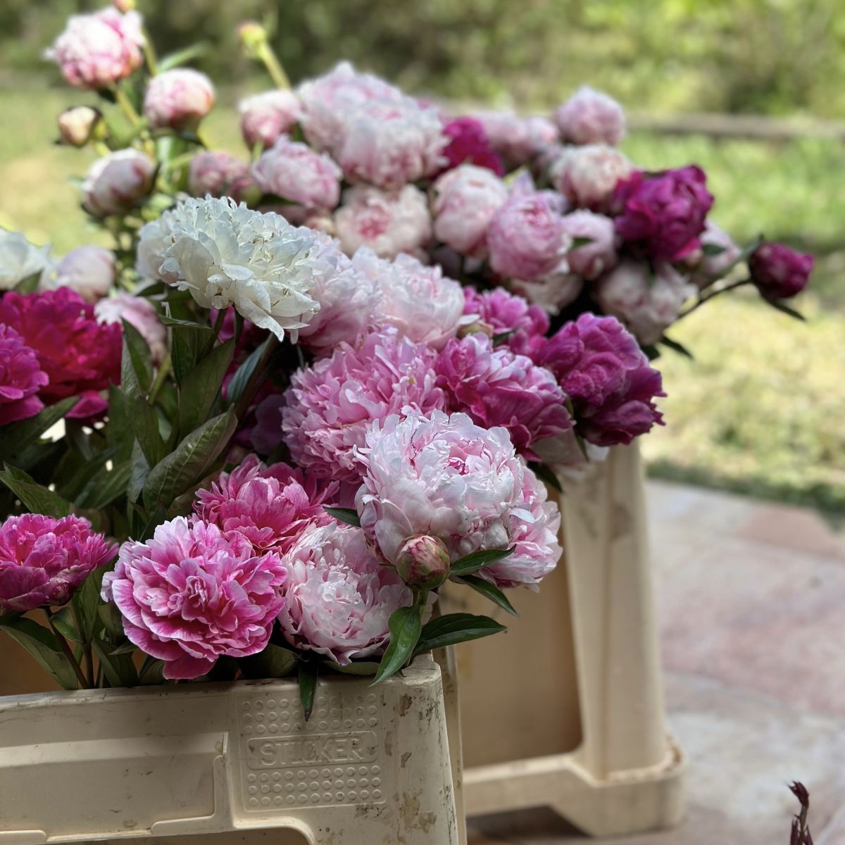 Peonias 2