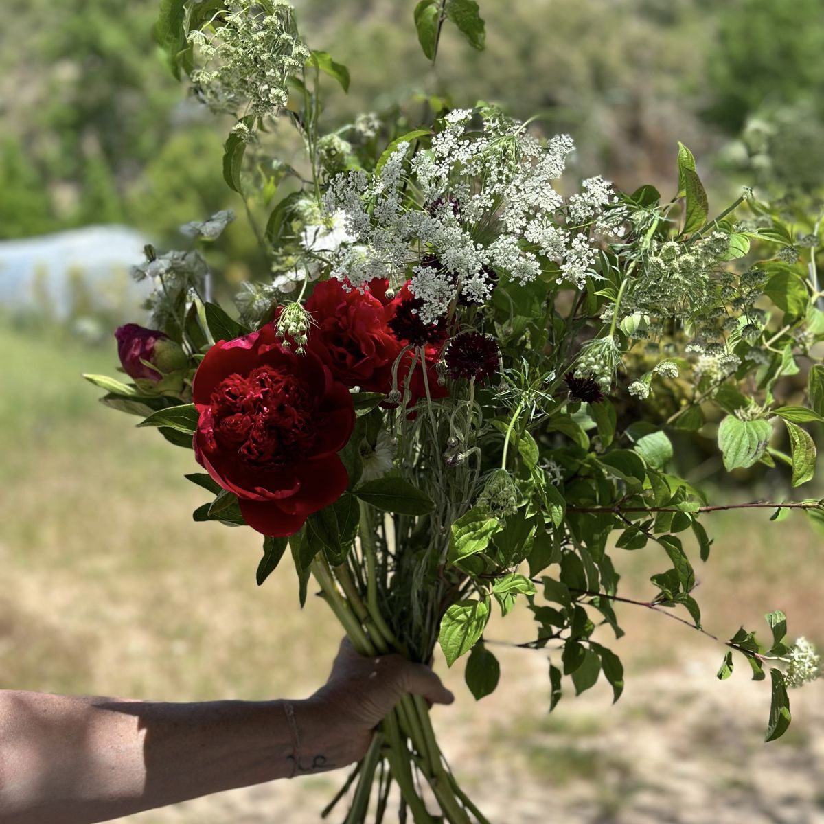 Peonias Leti 2