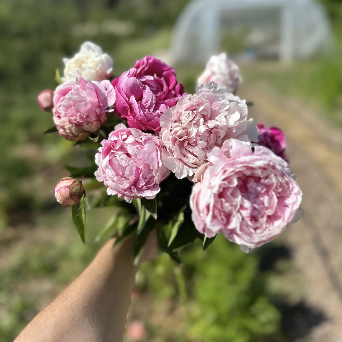 peonias 3