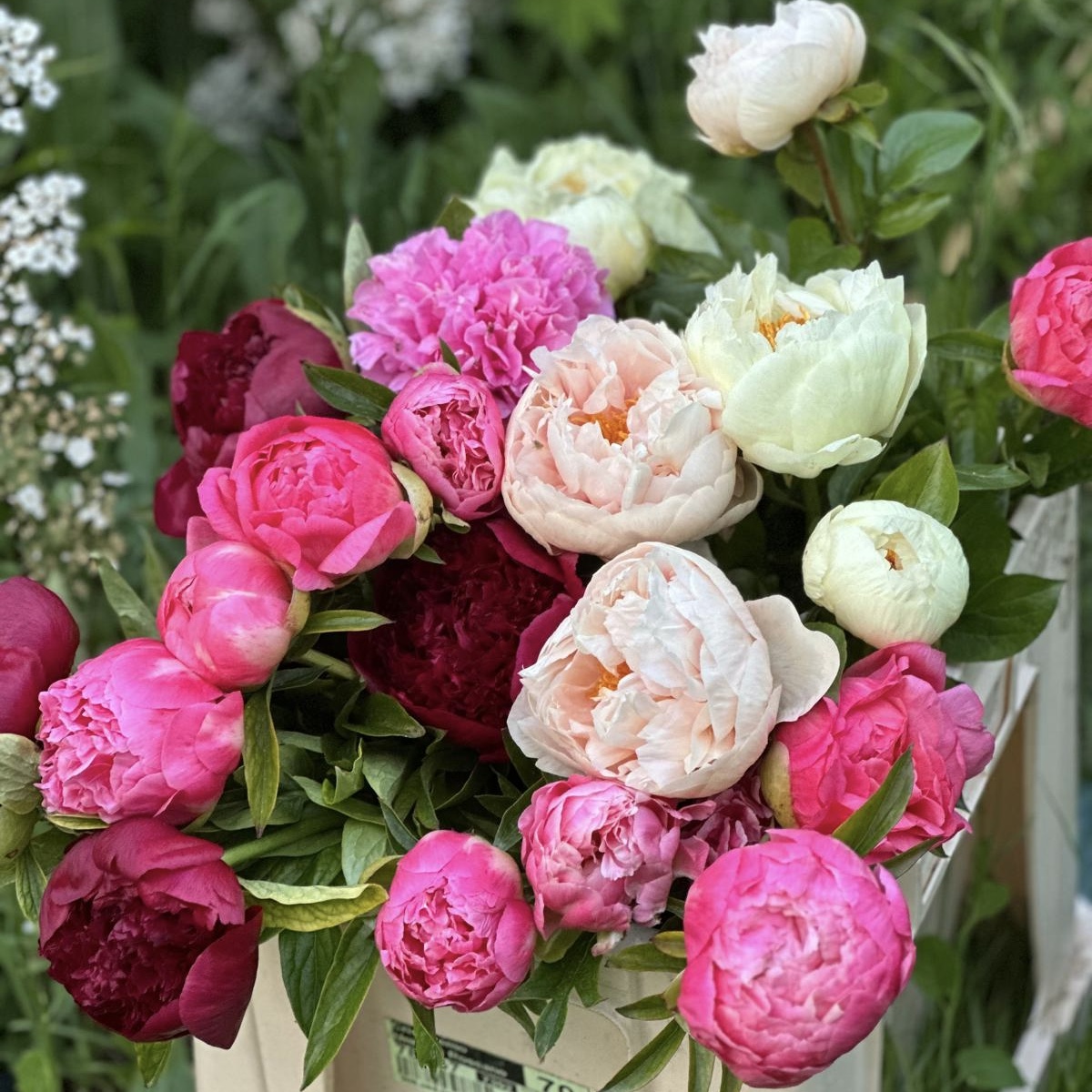 Peonias 4