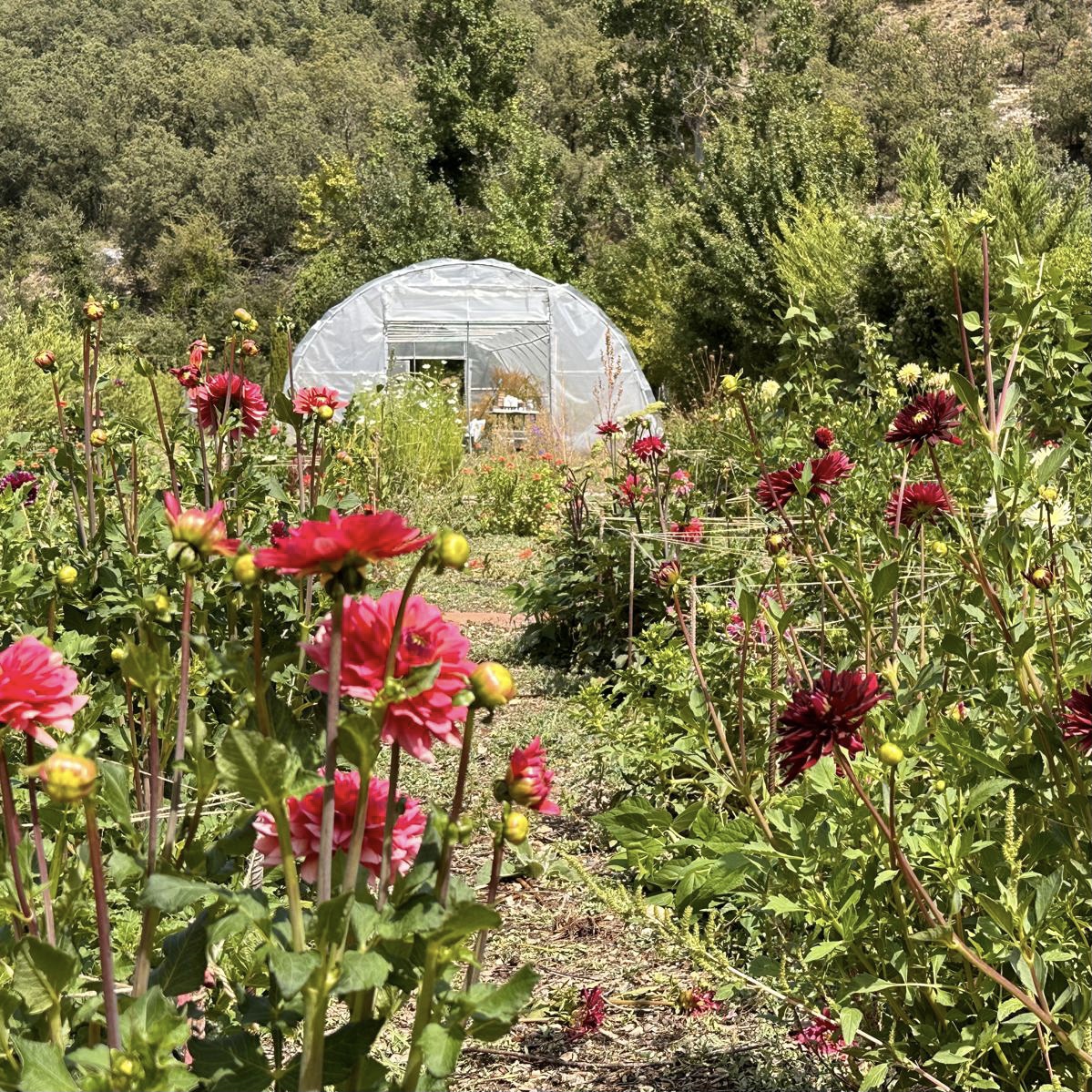 huerto dalias 
